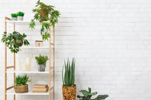 bookcase with various plants over white commercial wall covering
