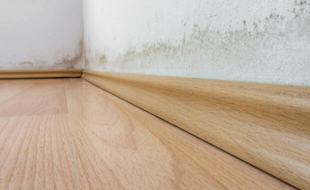 mold on a wall above the laminate flooring